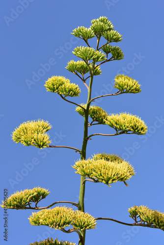 Close up of the yellow flower head of an agave against a blue sky in nature in Southern Europe