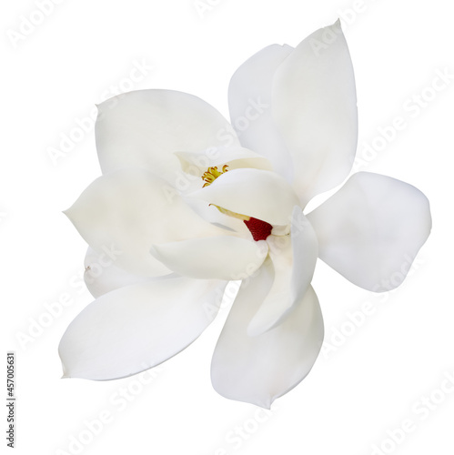large one magnolia bloom on white