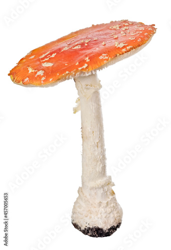 poisonous orange isolated fly agaric mushroom