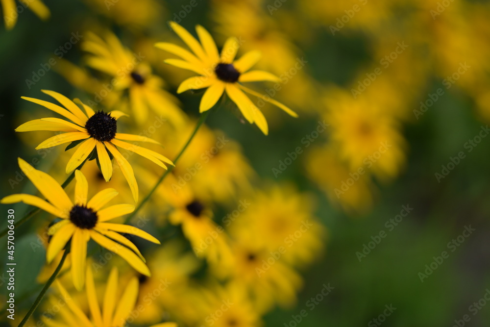Yellow rudbeckia flowers on bokeh flowers background, bokeh empty space for text, floral coneflowers background. Yellow rudbeckia flowers on bokeh flowers background, bokeh empty space for text, floral coneflowers background.