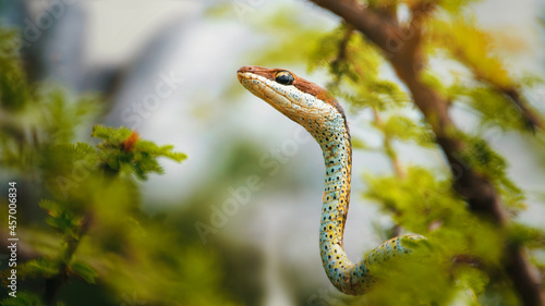 Speckled Sand Snake (Psammophis punctulatus), Snake Wallpaper, reptile picture on the tree