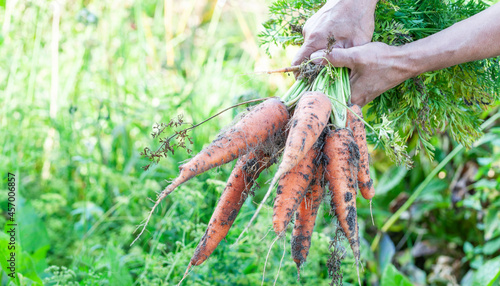 Large carrots in the farmer s hand  the concept of a good harvest