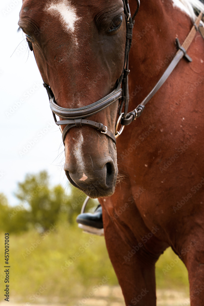 Fototapeta premium Close up portrait of horse in bridle under rider