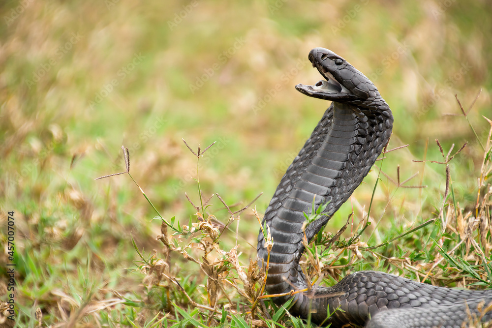 Black-necked cobra, snake