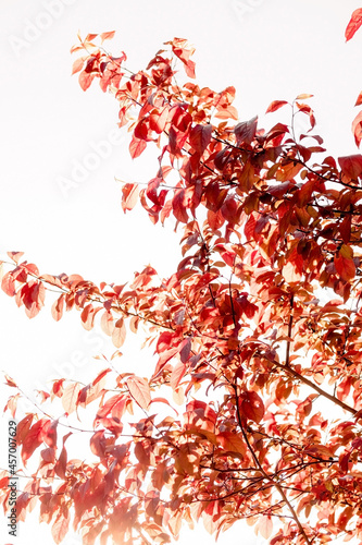 the sun shines through the leaves of the trees. red sunny autumn leaves, golden autumn arrival, red-leaved plum. photo