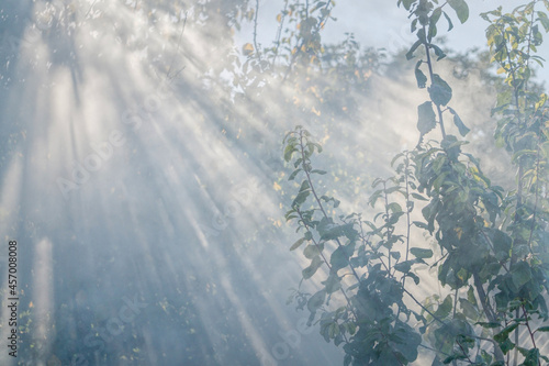 Sunny foggy autumn morning in the garden photo