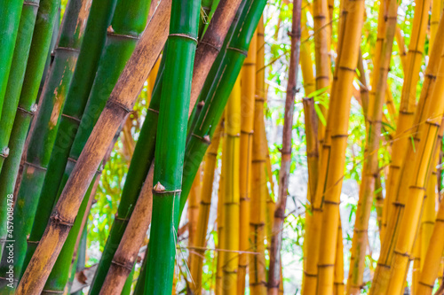 Green yellow bamboo trees tropical forest San Jos   Costa Rica.