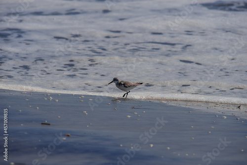 Sandpiper feeding on an Atlantic beach 2. Southern New Jersey beach town. 