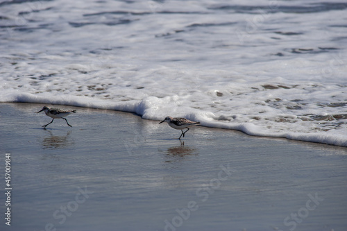 Two Sandpipers feeding on an Atlantic beach. Southern New Jersey beach town. 