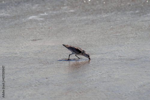 Sandpiper feeding on an Atlantic beach 4. Southern New Jersey beach town. 