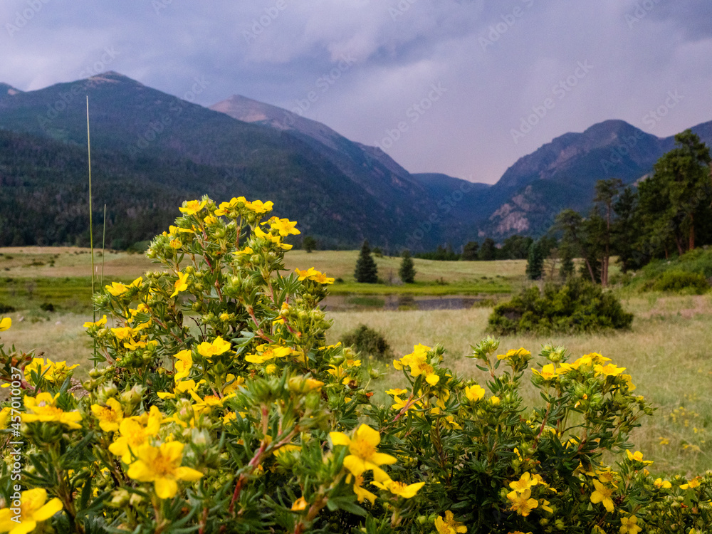 Close up of yellow flowers blossoming with blurred mountain background.