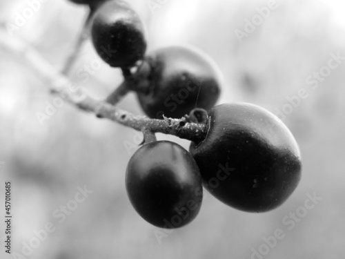 Ripe black berries are tasty looking