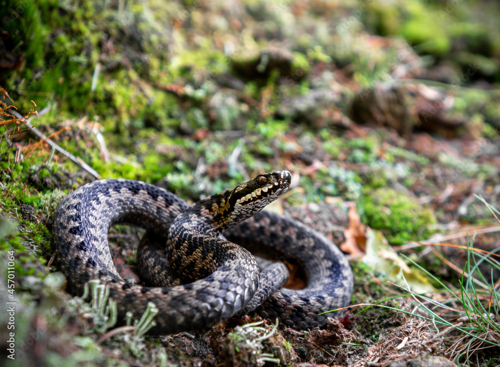 Obraz premium European Adder (Vipera berus) 