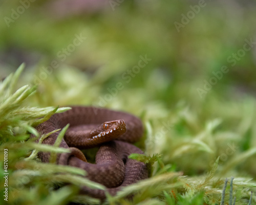 European Adder (Vipera berus) 