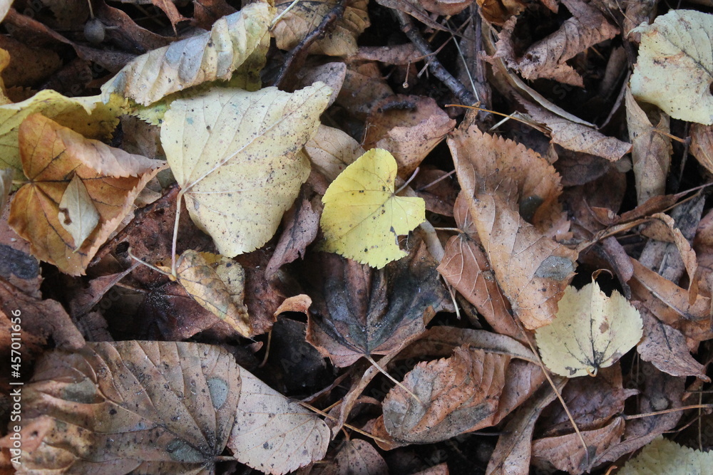 Fallen yellow, brown and orange leaves. Background. Autumn