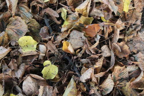 Fallen yellow, brown and orange leaves and a stick. Background. Autumn