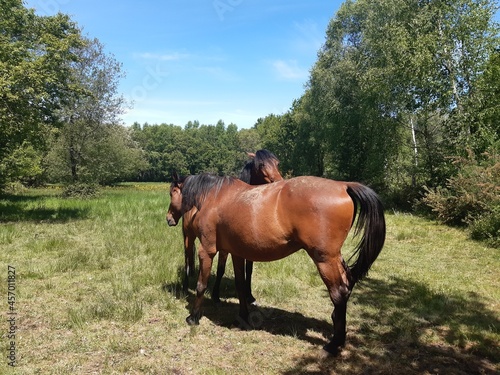 Pareja de caballos al sol en un monte de Galicia