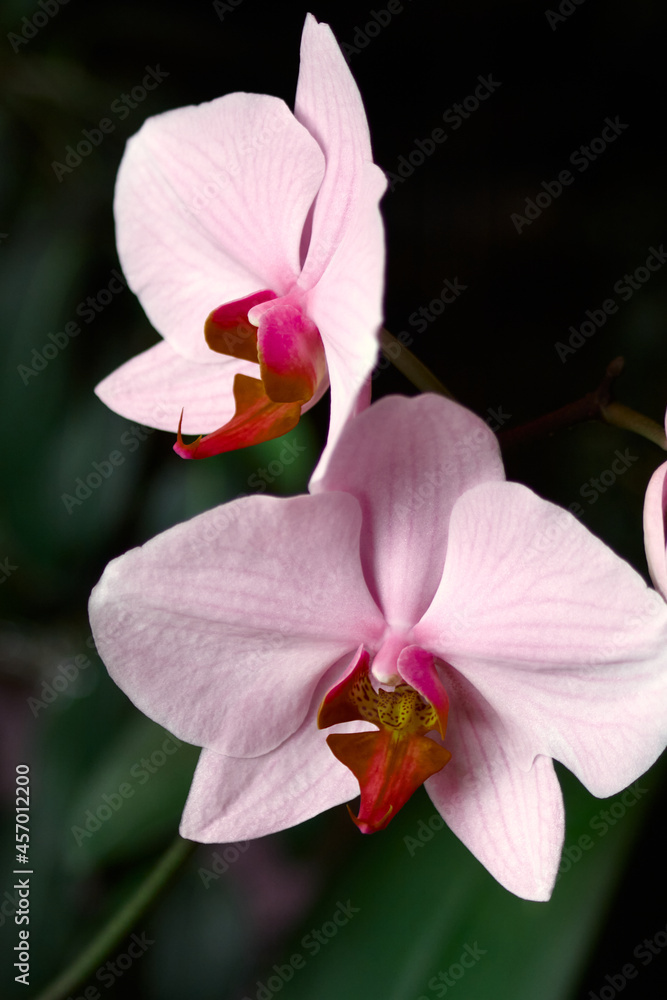Obraz premium pink orchid flower