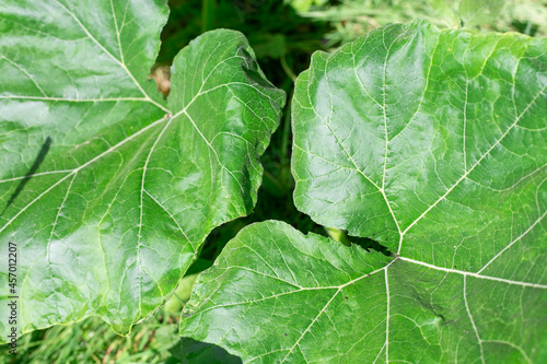 Large green pumpkin leaves. Natural plant background