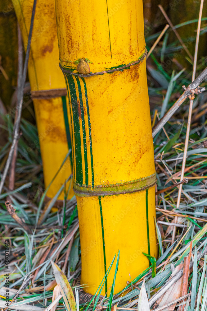 Green yellow bamboo trees tropical forest San José Costa Rica. Green yellow bamboo trees tropical forest San José Costa Rica.