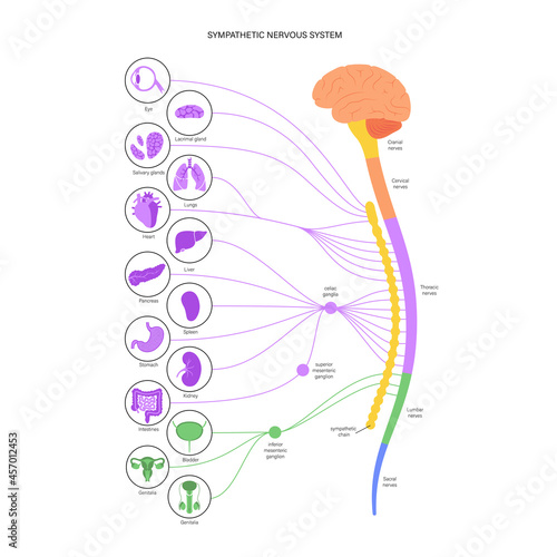 Symphathetic nervous system