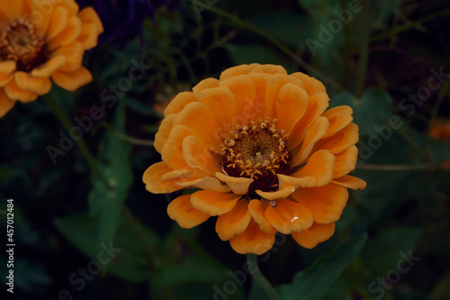 orange flower in the garden
