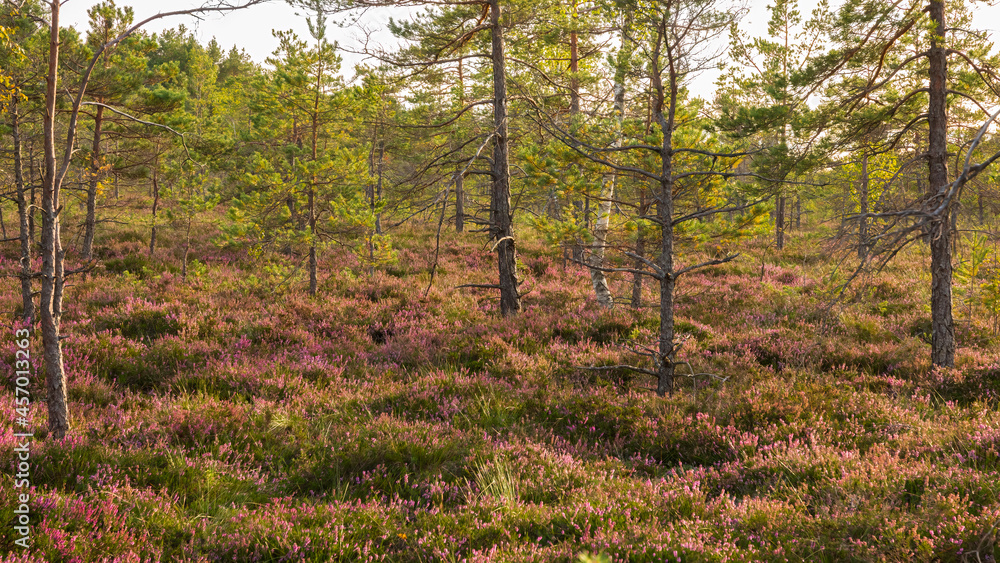 Obraz premium Autumn colors. Beautiful heater in the swamp, Kemeri National Park, Latvia