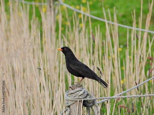 Schwarzer Vogel auf Zaunpfahl