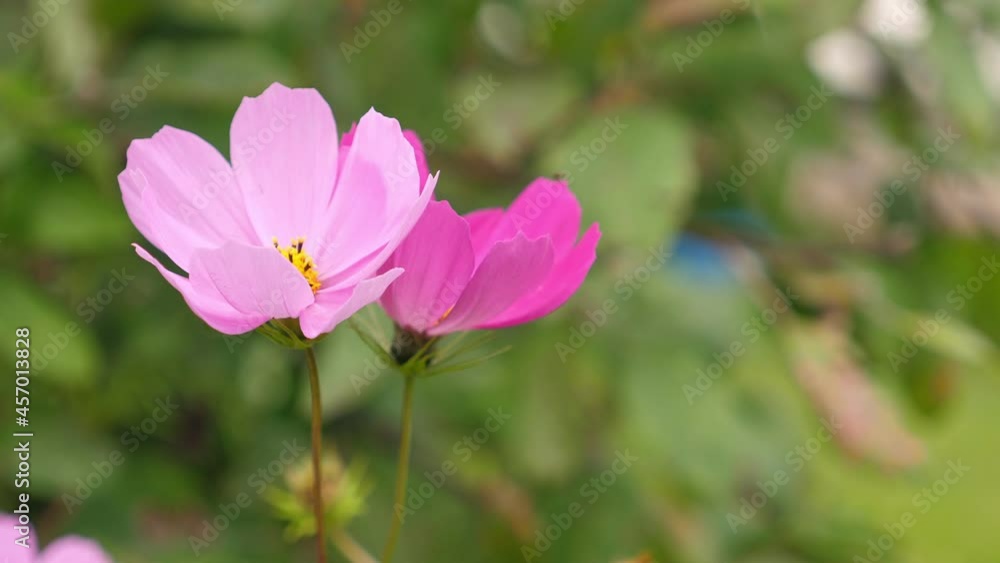 Pink beautiful flowers growing in the garden. Nobody Pink beautiful flowers growing in the garden. Nobody