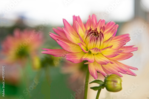 Yellow and Pink Dahlia