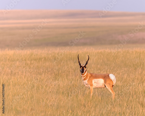A pronghorn buck stands in Wyoming's evening light. photo