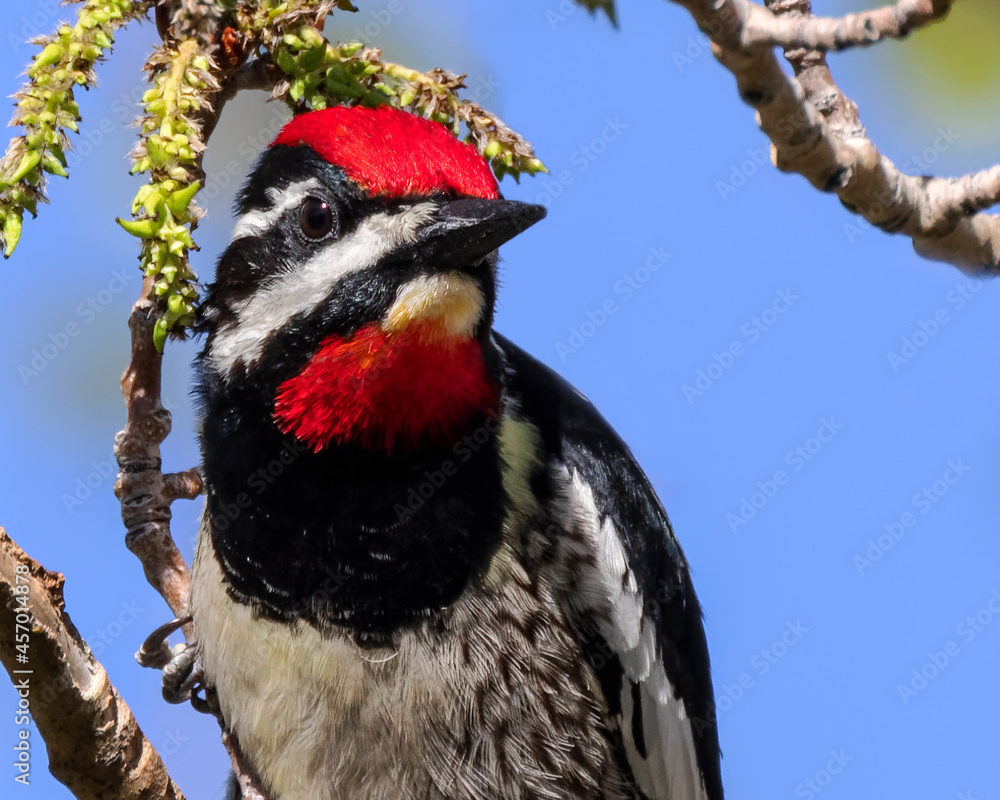 Fototapeta premium A red-naped sapsucker shows off his colors against Wyoming's blue sky.