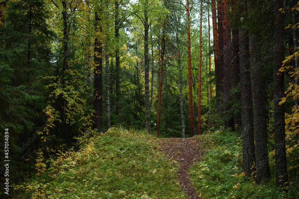 Fototapeta premium A path running in the autumn season in northern forest.