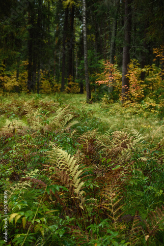 Fotografie Fern leaves close-up in the taiga forest