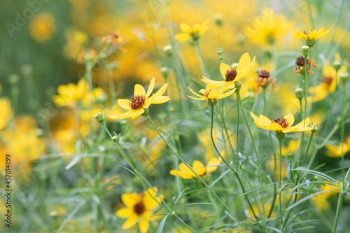 Tickseed Flowers  Coreopsis  Bright Yellow Flowers