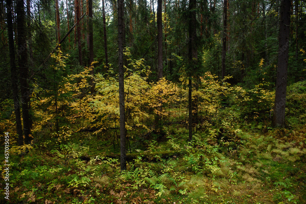 Obraz premium Colors of autumn. Colorful leaves and herbs in early autumn.
