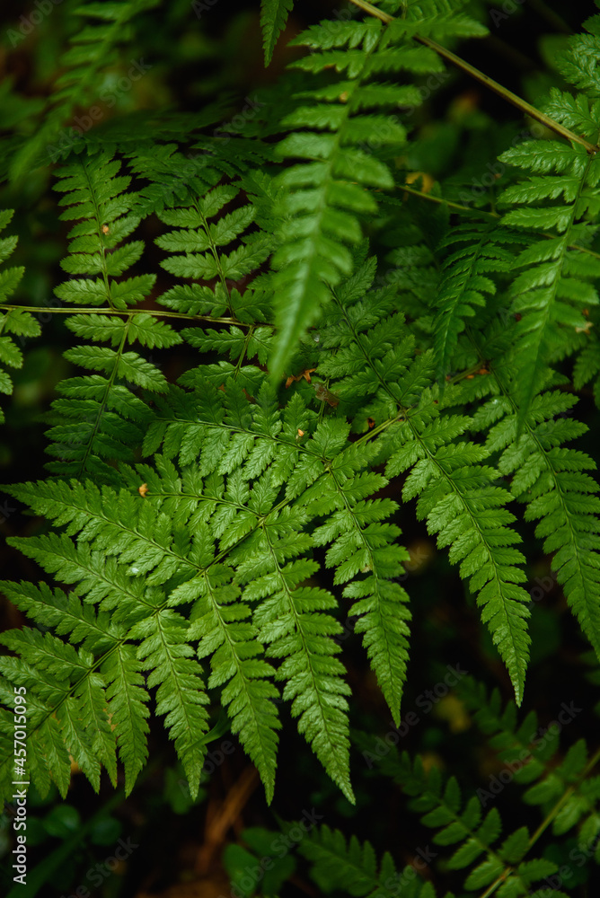 Fern leaves close-up in the taiga forest Fern leaves close-up in the taiga forest