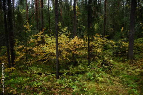 Wallpaper Mural Colors of autumn. Colorful leaves and herbs in early autumn. Torontodigital.ca