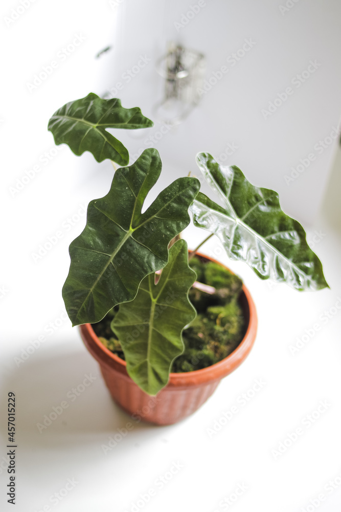 Alocasia Pseudo Sanderiana or Indonesian Local Alocasia Amazonica Sanderiana in red pots isolated on white background with clipping path stock photo. Exotic tropical leaf. Alocasia Pseudo Sanderiana or Indonesian Local Alocasia Amazonica Sanderiana in red pots isolated on white background with clipping path stock photo. Exotic tropical leaf.