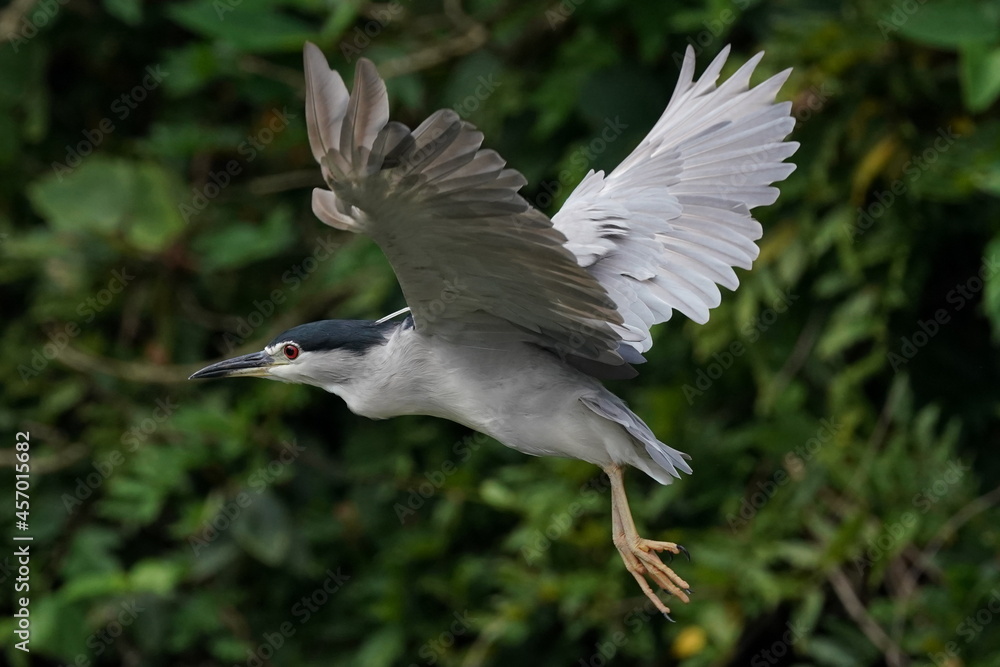 black crowned night heron in the forest black crowned night heron in the forest