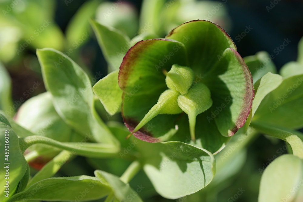 PLANTA ELÉBORO FÉTIDO (HELLEBORUS FOETIDUS). FLORES SILVESTRES DE COLOR VERDE. PLANTA ELÉBORO FÉTIDO (HELLEBORUS FOETIDUS). FLORES SILVESTRES DE COLOR VERDE.