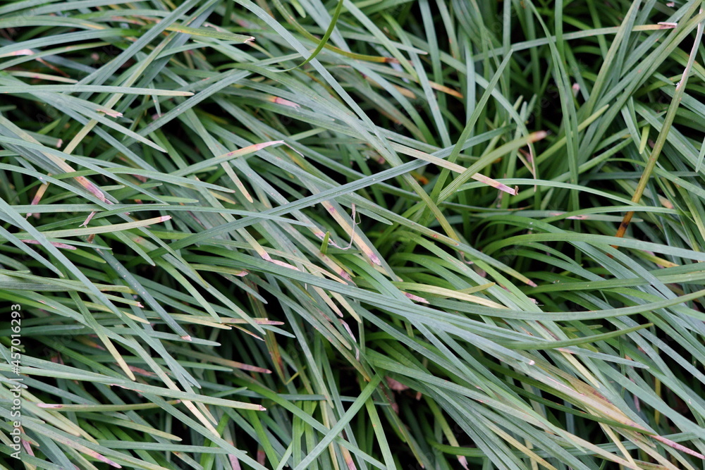 HIERBA JAPONESA (OPHIOPOGON JAPONICUS).  TIRAS DE COLOR VERDE QUE CUBREN EL SUELO.