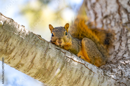 Eastern Fox Squirrel  Sciurus niger  resting on a branch. 