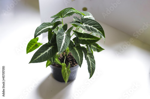 Keladi wedlandi, Caladium houseplant on white background. Close-up view of caladium leaves. houseplant for home decor. photo