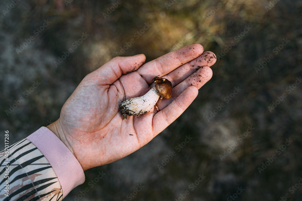 Woodland harvest in autumn. Hand holding small Porcini mushroom. Closeness to the nature. hiking and mushroom picking. Woodland harvest in autumn. Hand holding small Porcini mushroom. Closeness to the nature. hiking and mushroom picking.