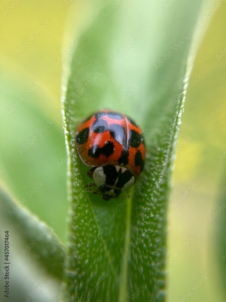 Fototapeta premium ladybug on a leaf