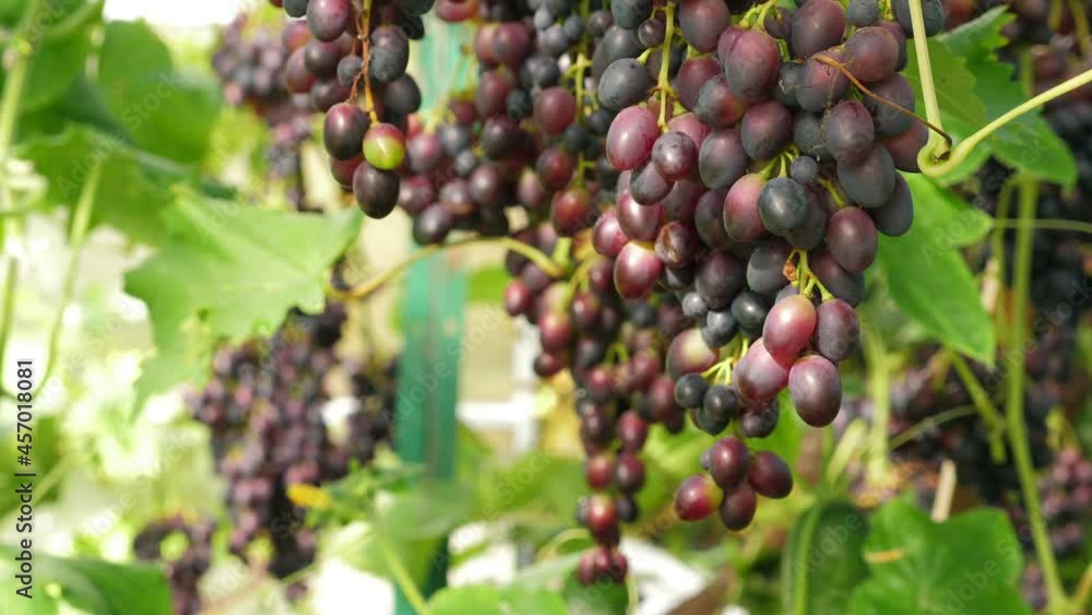 Bunches of black grapes hanging and growing on vineyards. Closeup Bunches of black grapes hanging and growing on vineyards. Closeup