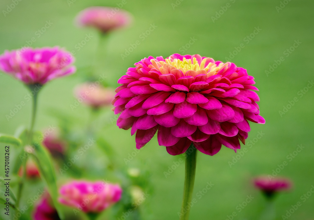 Zinnia elegans, flower of on a green background in the garden. Zinnia elegans, flower of on a green background in the garden.