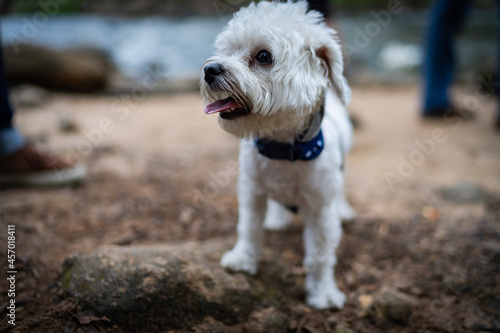 Wallpaper Mural jack russell terrier Torontodigital.ca