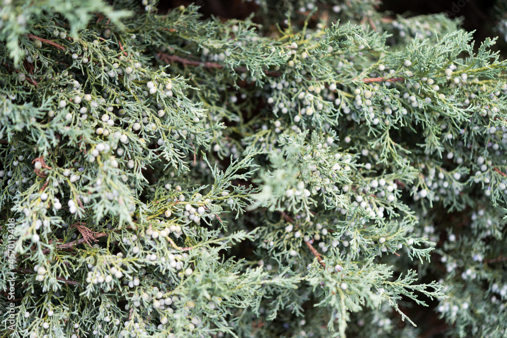 evergreen branches with evergreen branches with